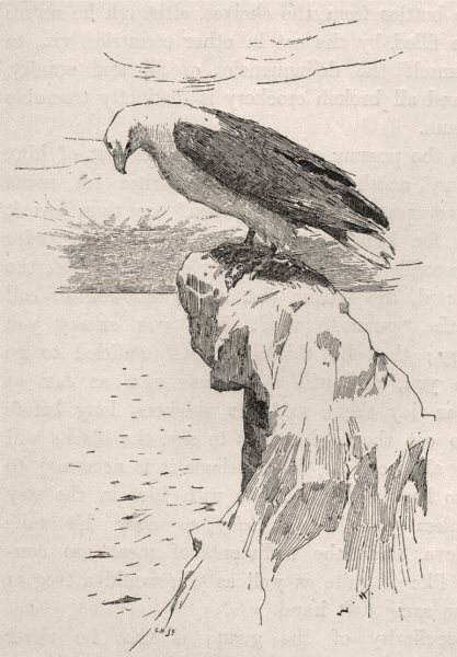 Associate Product White-bellied Sea Eagle. Australia 1890 old antique vintage print picture