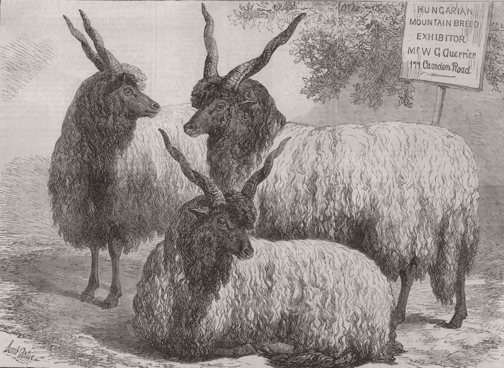 SMITHFIELD SHOW. Hungarian Mountain sheep. 177 Camden Road 1868 old print