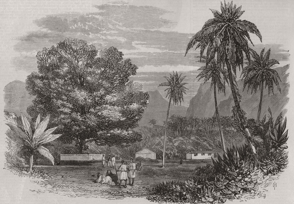 TAHITI. Cook's Tamarind-Tree. Polynesia 1868 old antique vintage print picture