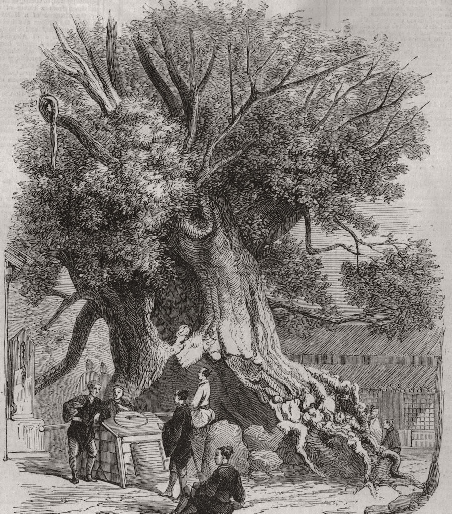 JAPAN. Kaempfer's Camphor-tree, in Kiu-Siu, one of the Japanese islands 1861