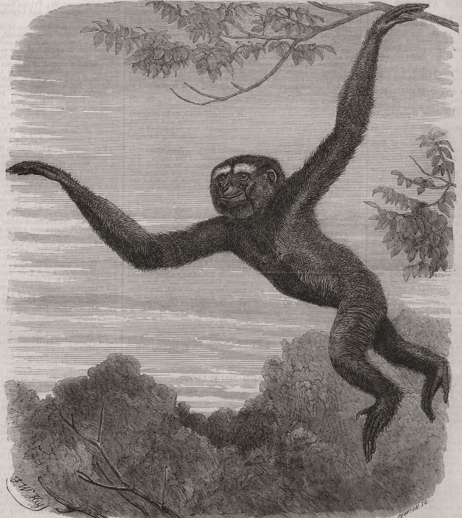 MONKEYS. The Gibbon at the Zoological Society's Gardens. London Zoo 1868 print