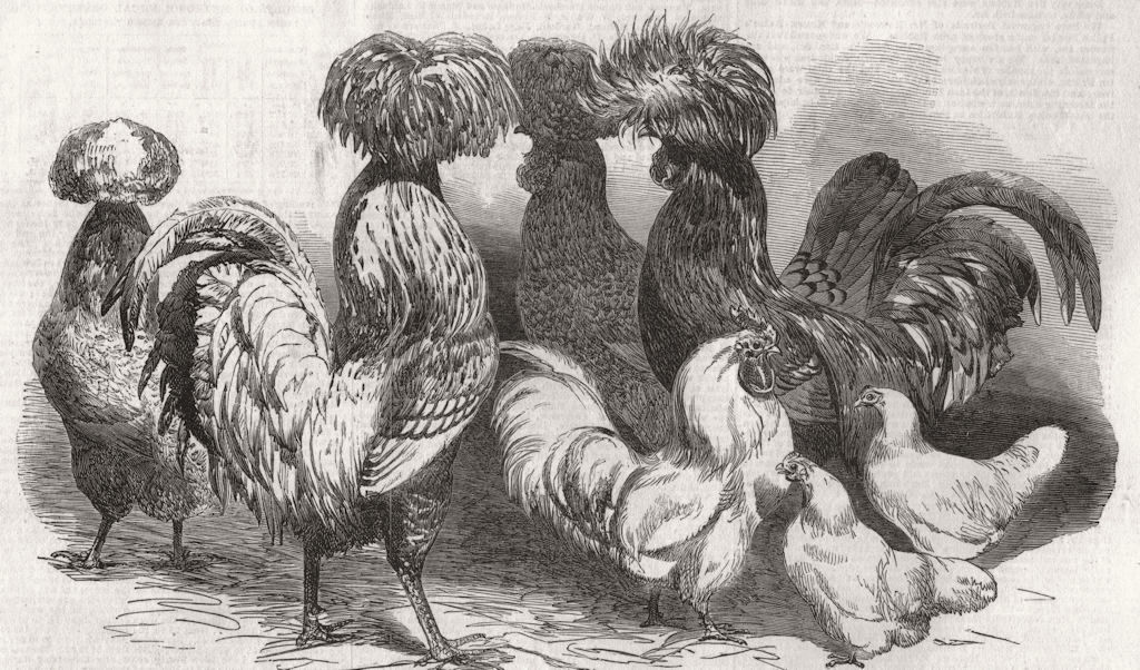 CHICKENS. West Kent Poultry Exhibition. Prize Fowls 1853 old antique print