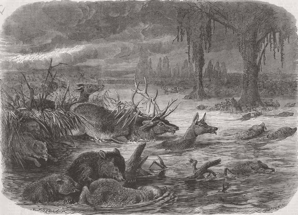 DISASTERS. Animals taking refuge from Prairie Fire 1866 old antique print