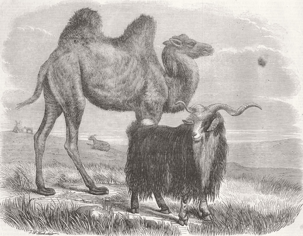 CAMELS. The Sappers Camel & Goat, London zoo 1857 old antique print picture