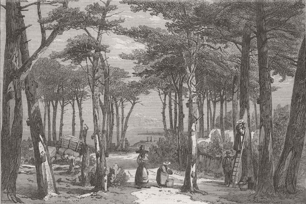 FRANCE. Resin Gathering, Pine Forests of Landes 1866 old antique print picture