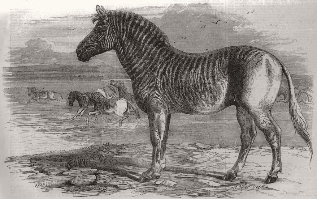 EXTINCT ANIMALS. Quagga, zoo, Regents Park 1858 old antique print picture