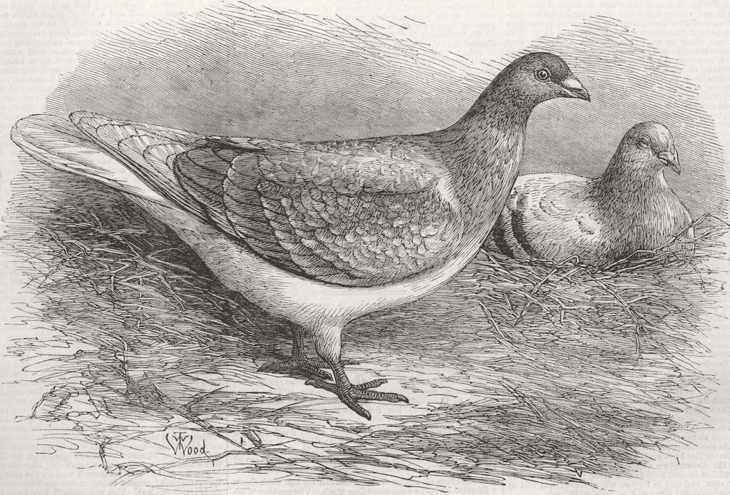 BELGIUM. The Antwerp Carrier Pigeon 1871 old antique vintage print picture