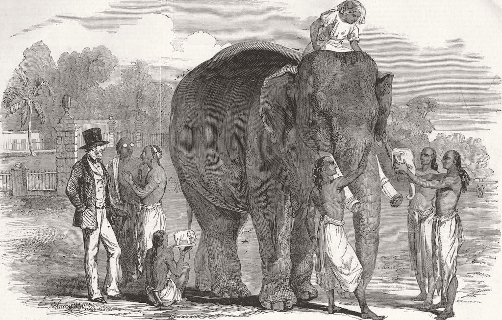 INDIA. Elephant, At Berhampur 1851 old antique vintage print picture
