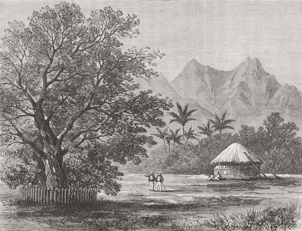 POLYNESIA. Tree planted, Capt Cook, Venus Pt, Tahiti 1876 old antique print