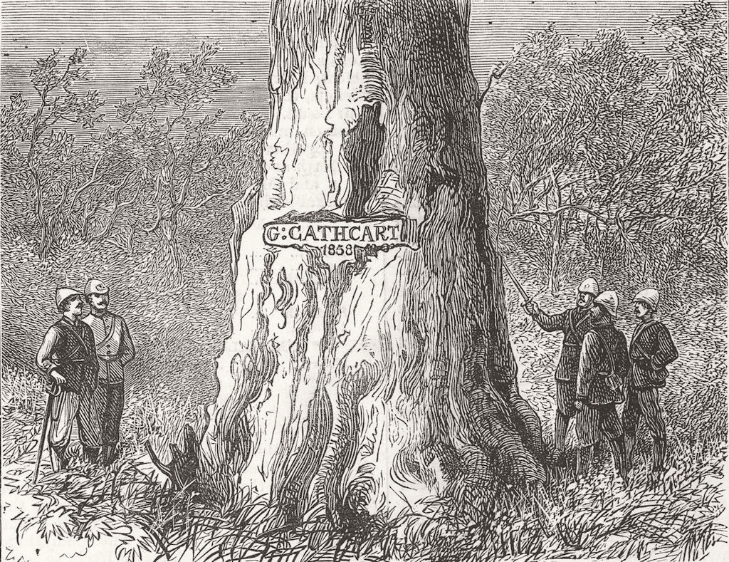 SOUTH AFRICA. Cathcart Tree, 12th Pass, Waterkloof 1878 old antique print