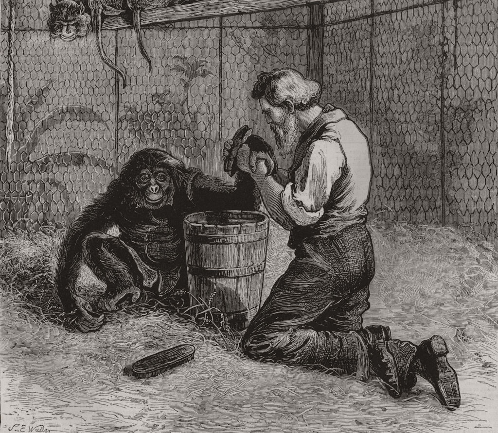 MONKEYS. Tending a sick Monkey, London zoo 1874 old antique print picture