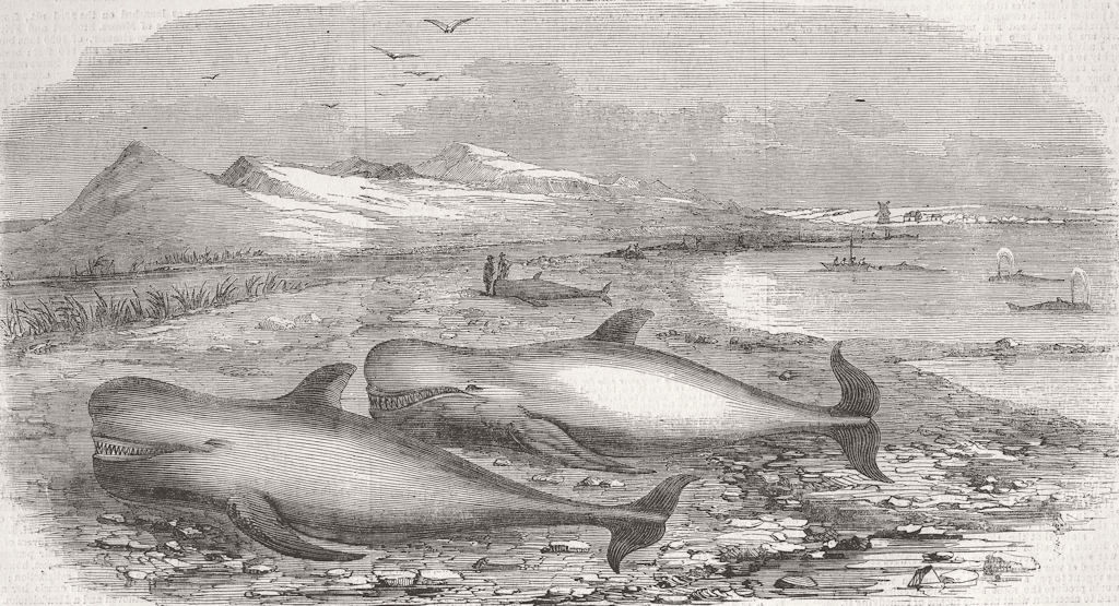 SCOTLAND. Shoal of Whales in the Solway Firth 1855 old antique print picture