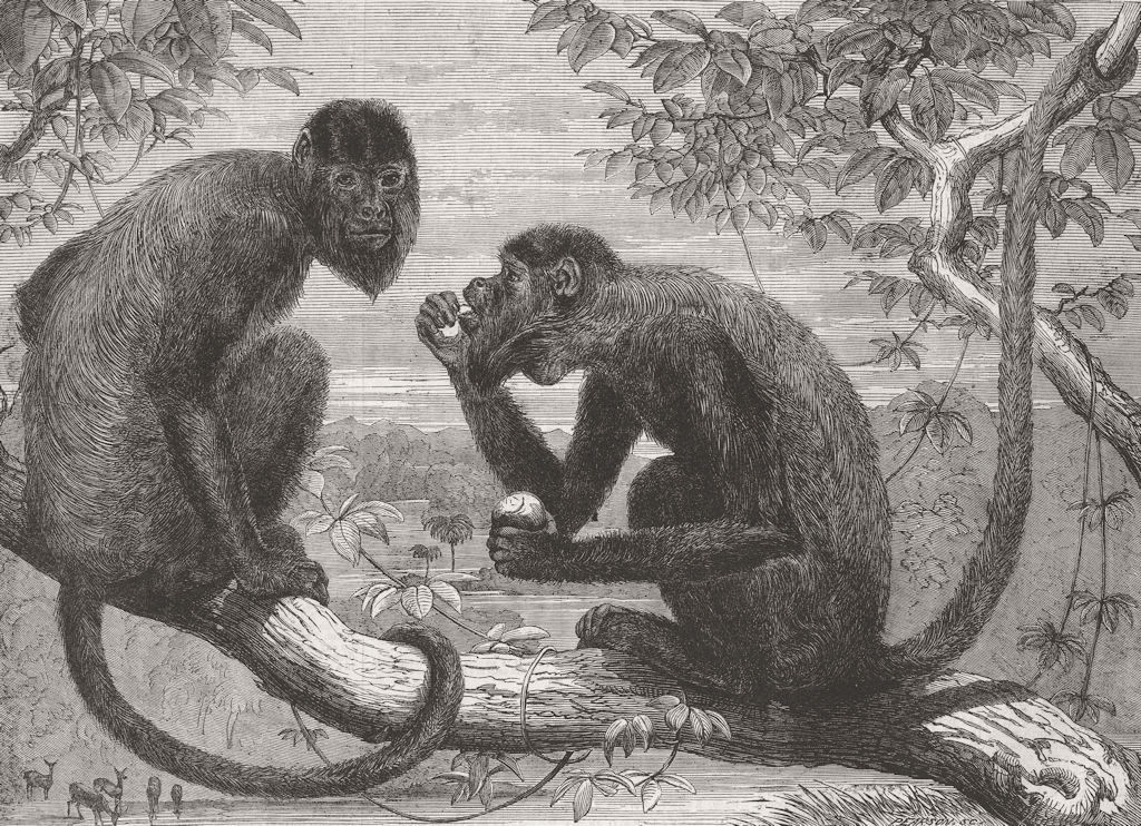 Associate Product MONKEYS. Red howling(Mycetes Ursinus), zoo 1863 old antique print picture
