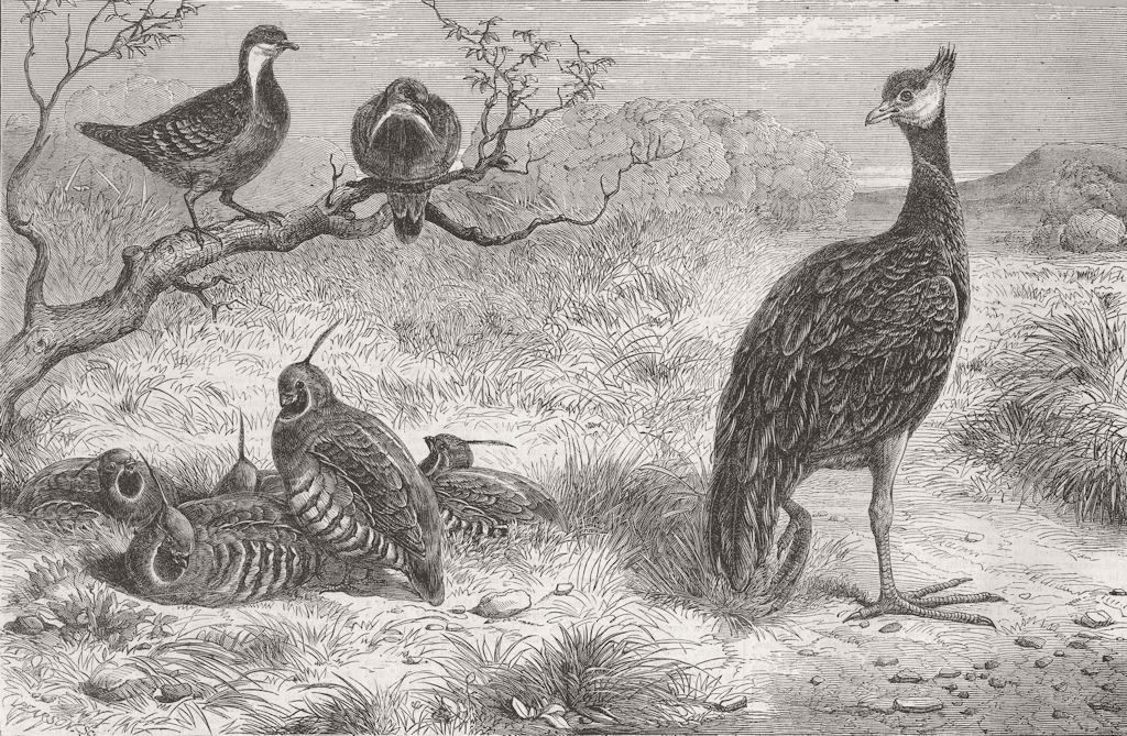 BIRDS. Pigeons, Plumed Colins, Derbyan Screamer 1863 old antique print picture
