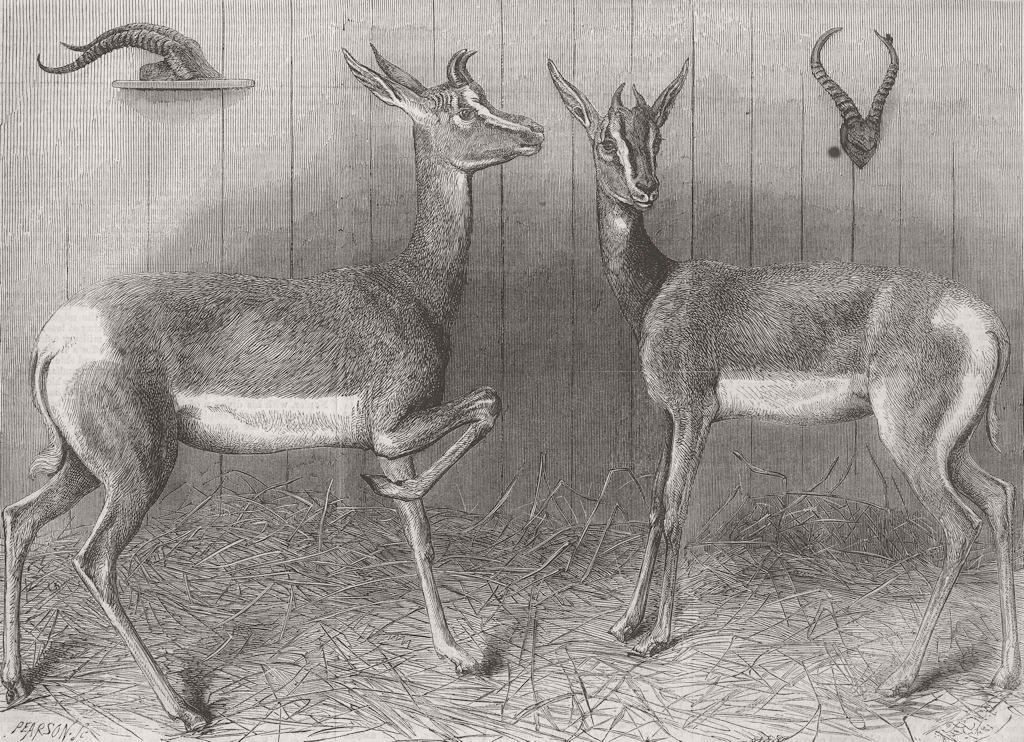 LONDON. Antelopes from Sudan 1867 old antique vintage print picture