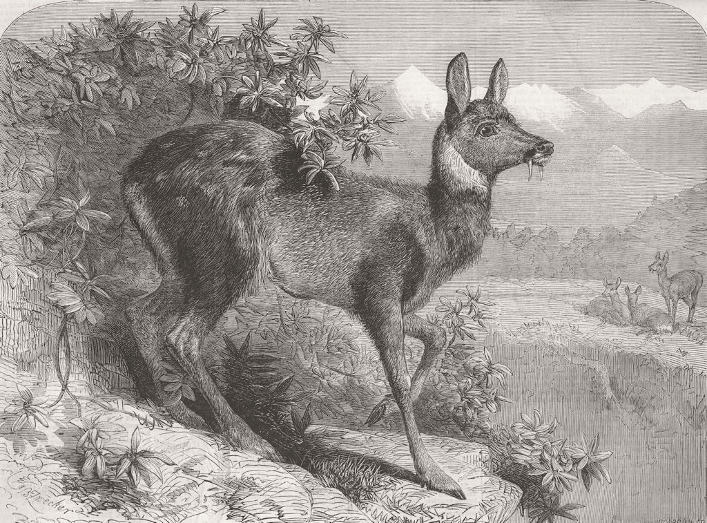 DEER. Musk deer 1862 old antique vintage print picture
