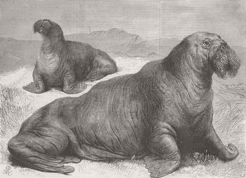 LONDON. London Zoo. The Walrus 1867 old antique vintage print picture