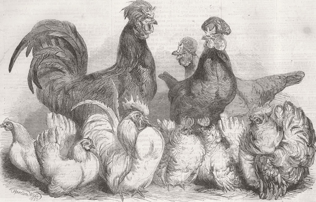 BIRDS. Crevecceur Fowls & Japanese Bantams 1862 old antique print picture