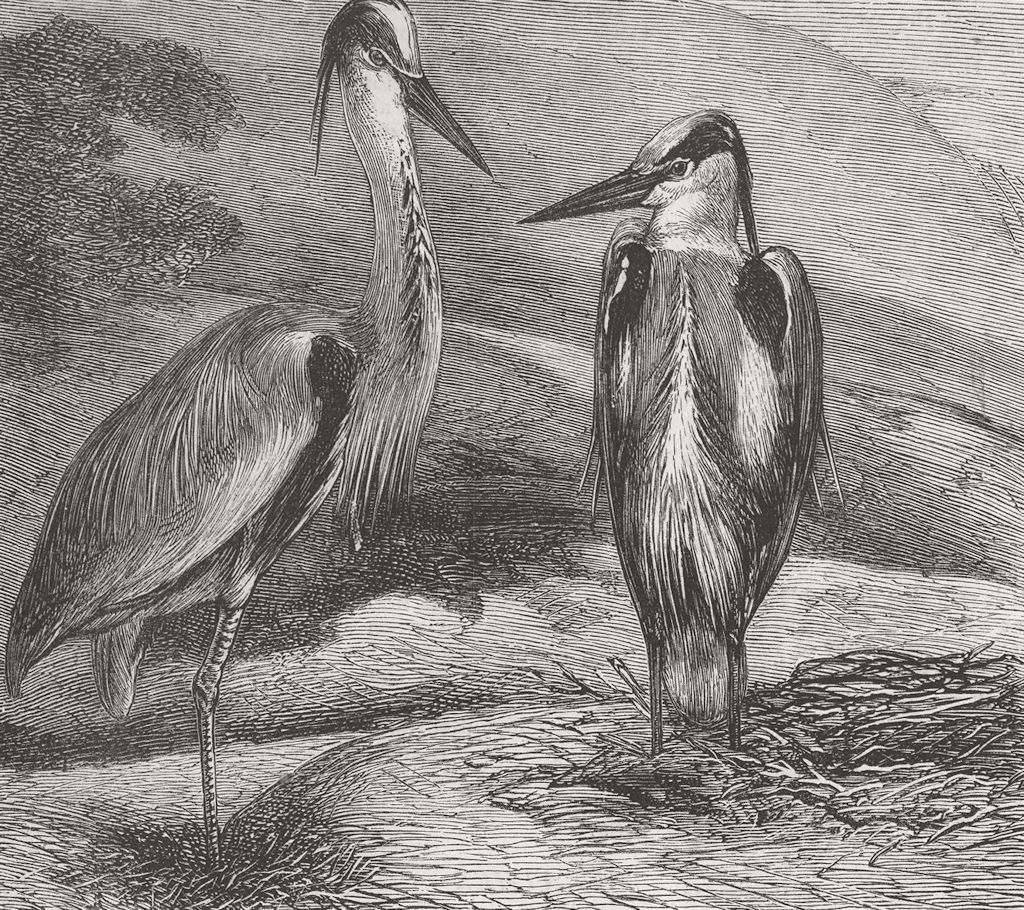 BIRDS. Herons nesting, Cromarty Rocks 1876 old antique vintage print picture