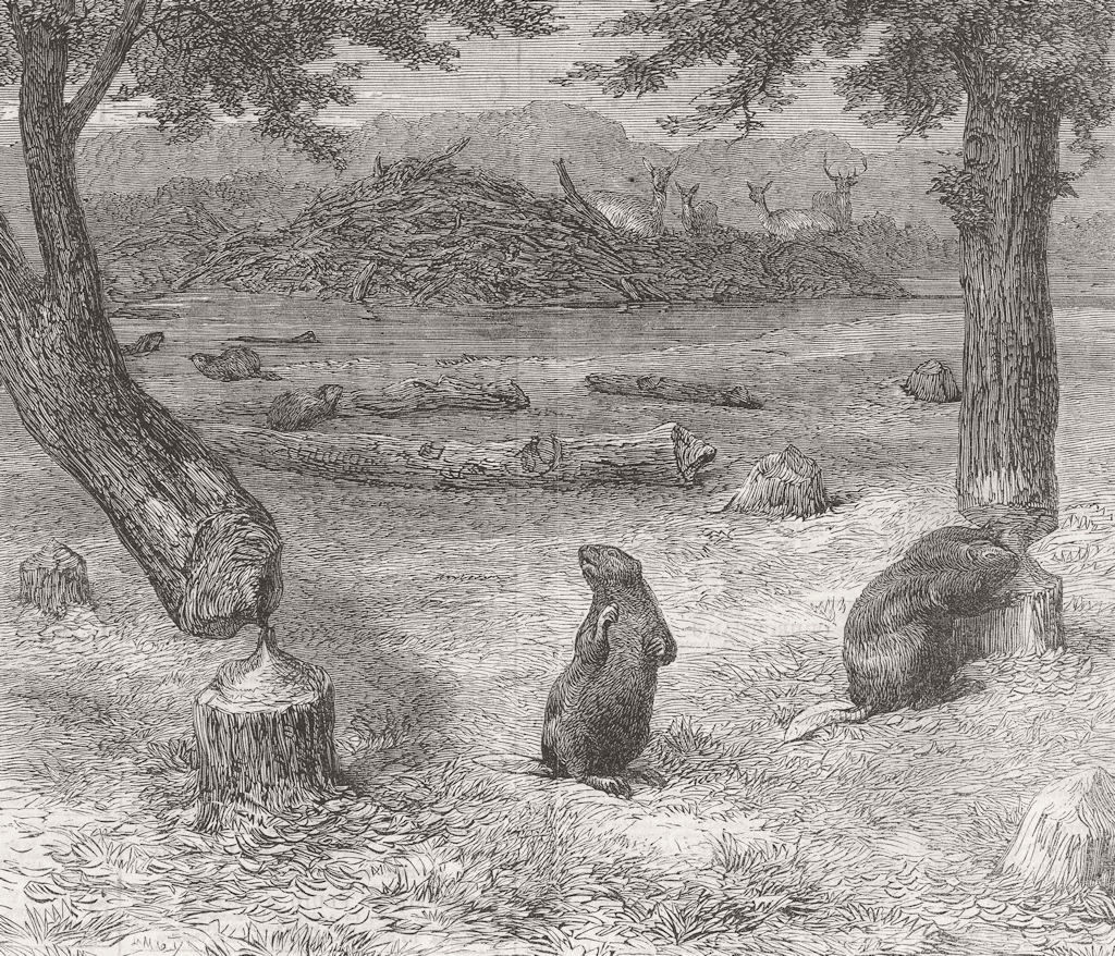 US. Civil War. Beavers cutting down trees 1862 old antique print picture