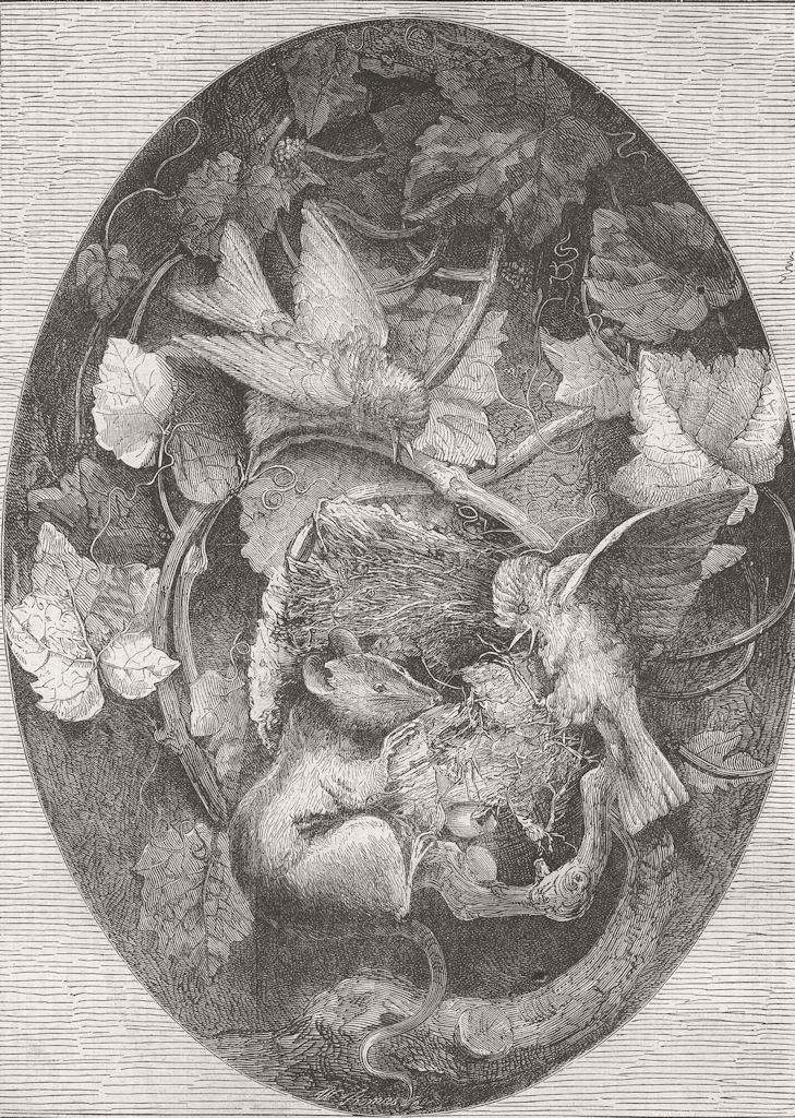 MICE. Linnets defending their nest against dormouse 1862 old antique print