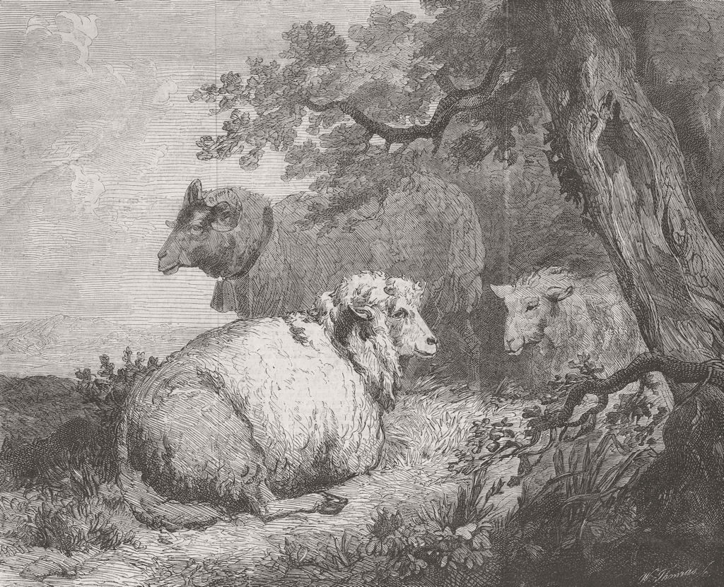 SHEEP. Sheep 1862 old antique vintage print picture