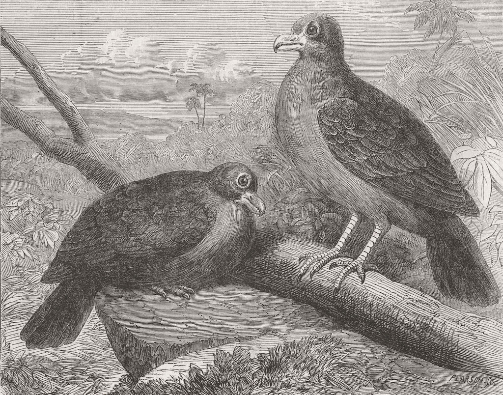BIRDS. From Samoa. Didunculus Strigirostris 1864 old antique print picture