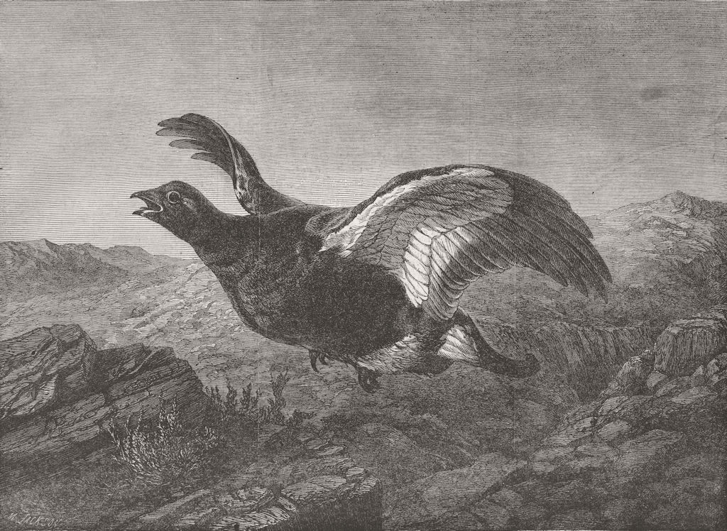 BIRDS. Startled 1864 old antique vintage print picture