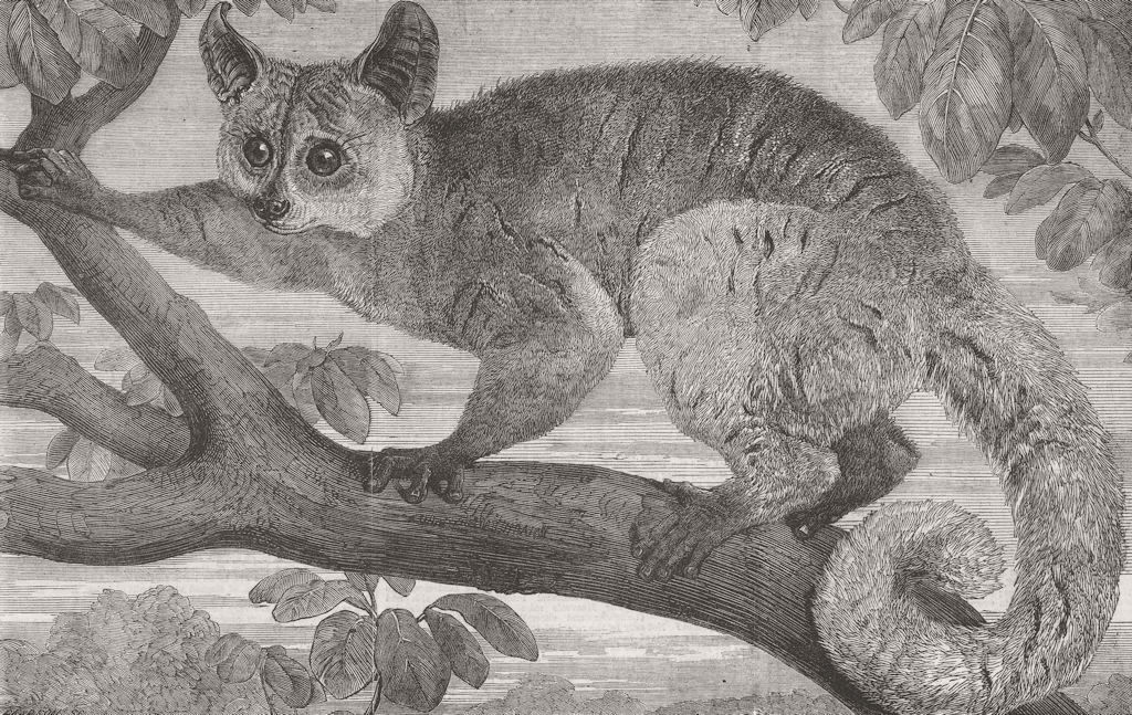 SOUTH AFRICA. Galago, brought by Dr Livingstone 1864 old antique print picture