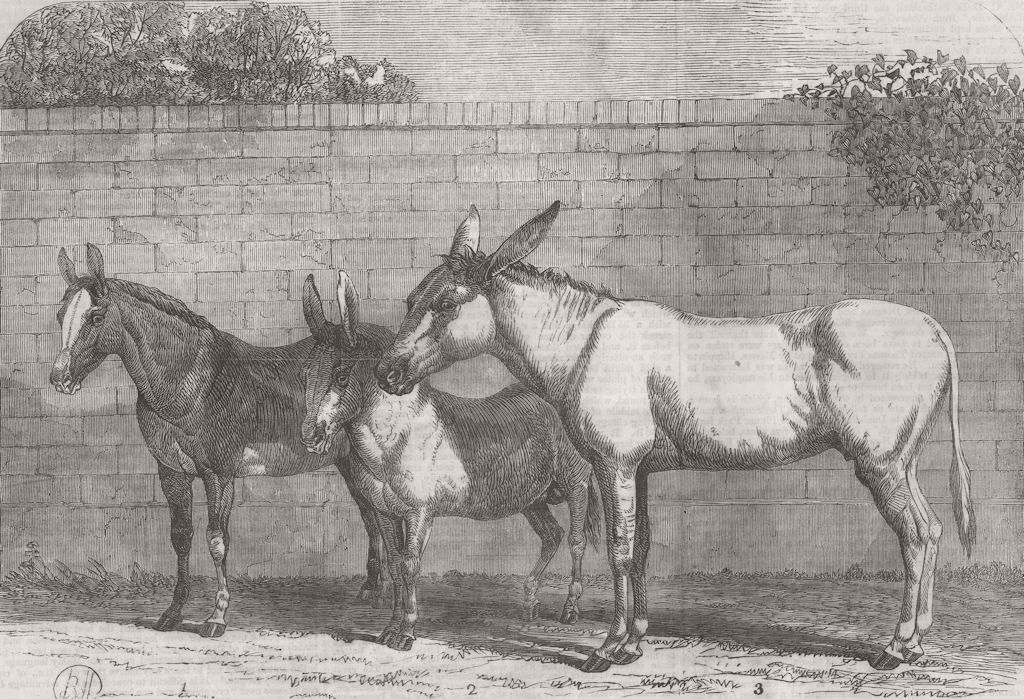 LONDON. Prize donkeys and mule 1864 old antique vintage print picture