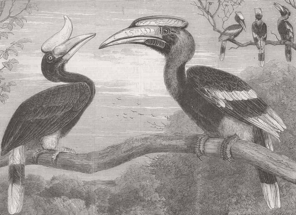 LONDON. Hornbills, Gdns of, Regent's Park 1864 old antique print picture