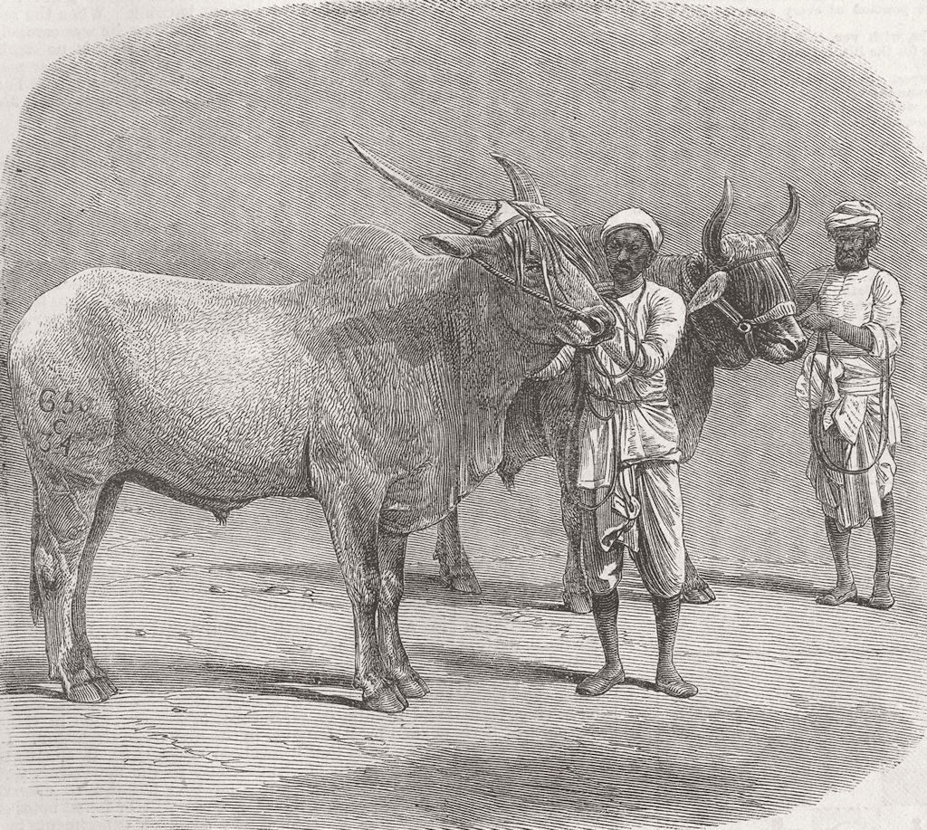 Associate Product INDIA. Farm show, Roorkee. Prize field-bullocks 1855 old antique print picture