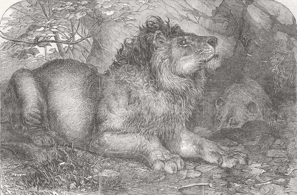 LONDON. Indian Lions, zoo, Regent's park 1854 old antique print picture