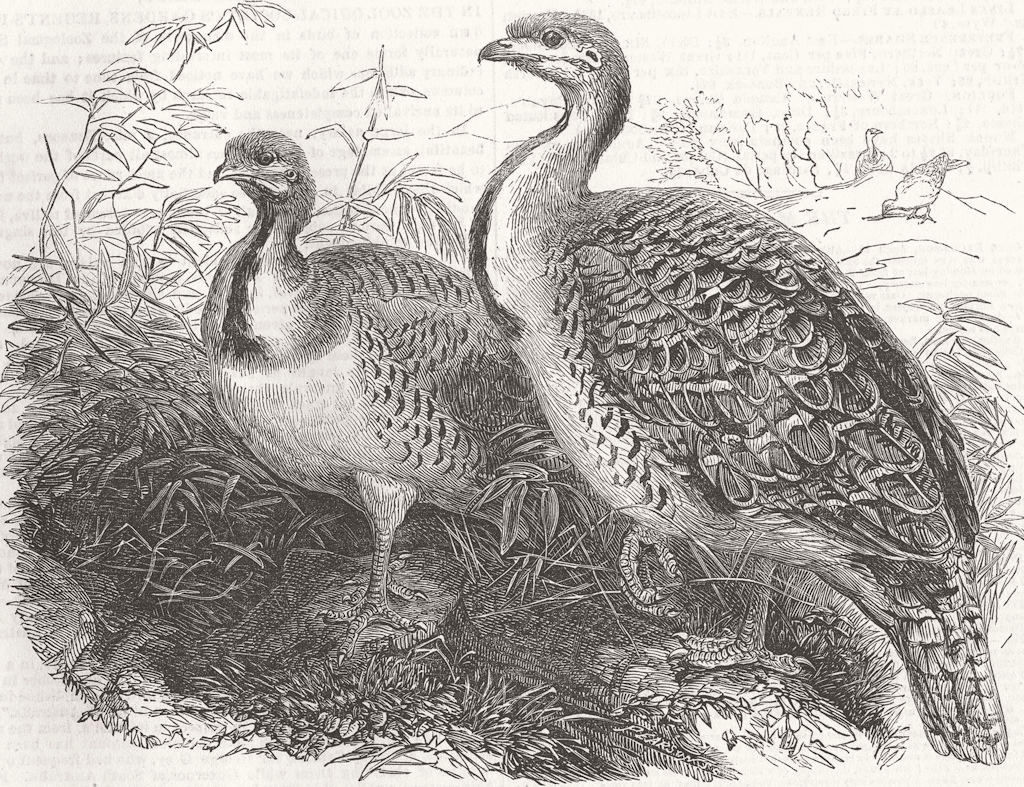 BIRDS. Mallee(Australian), zoo, Regent's Park 1854 old antique print picture