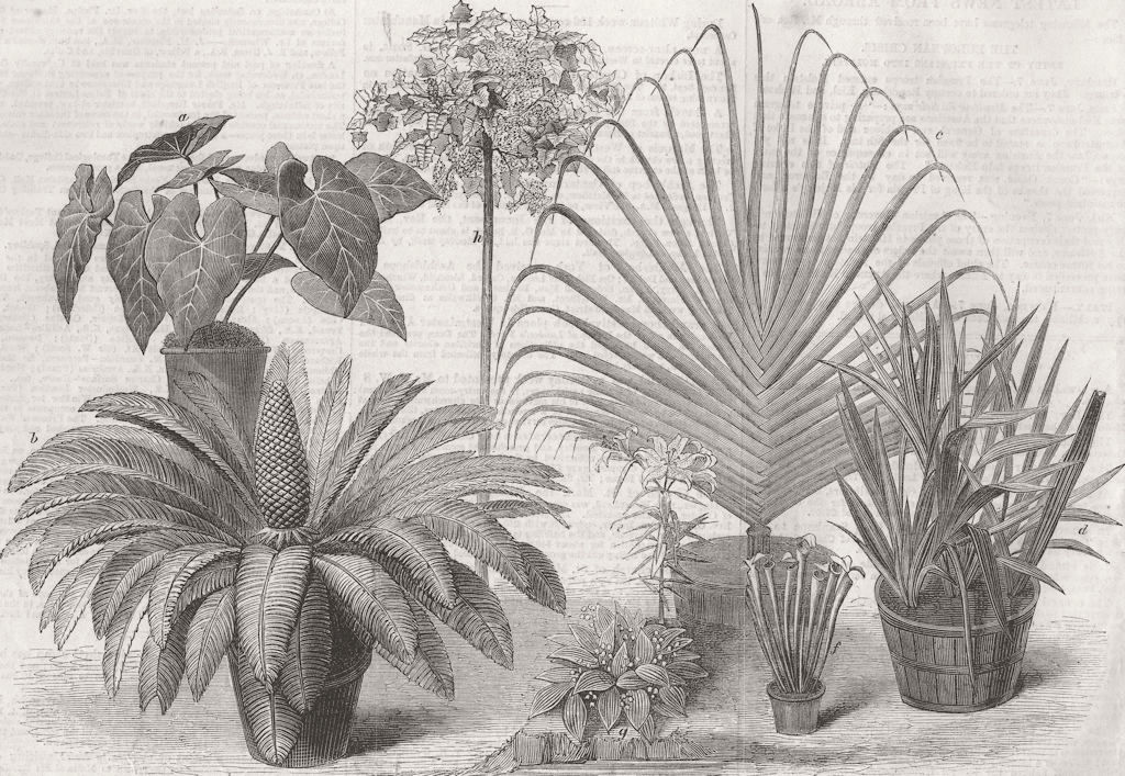 Associate Product PLANTS. Int'l Flower show, South Kensington 1866 old antique print picture