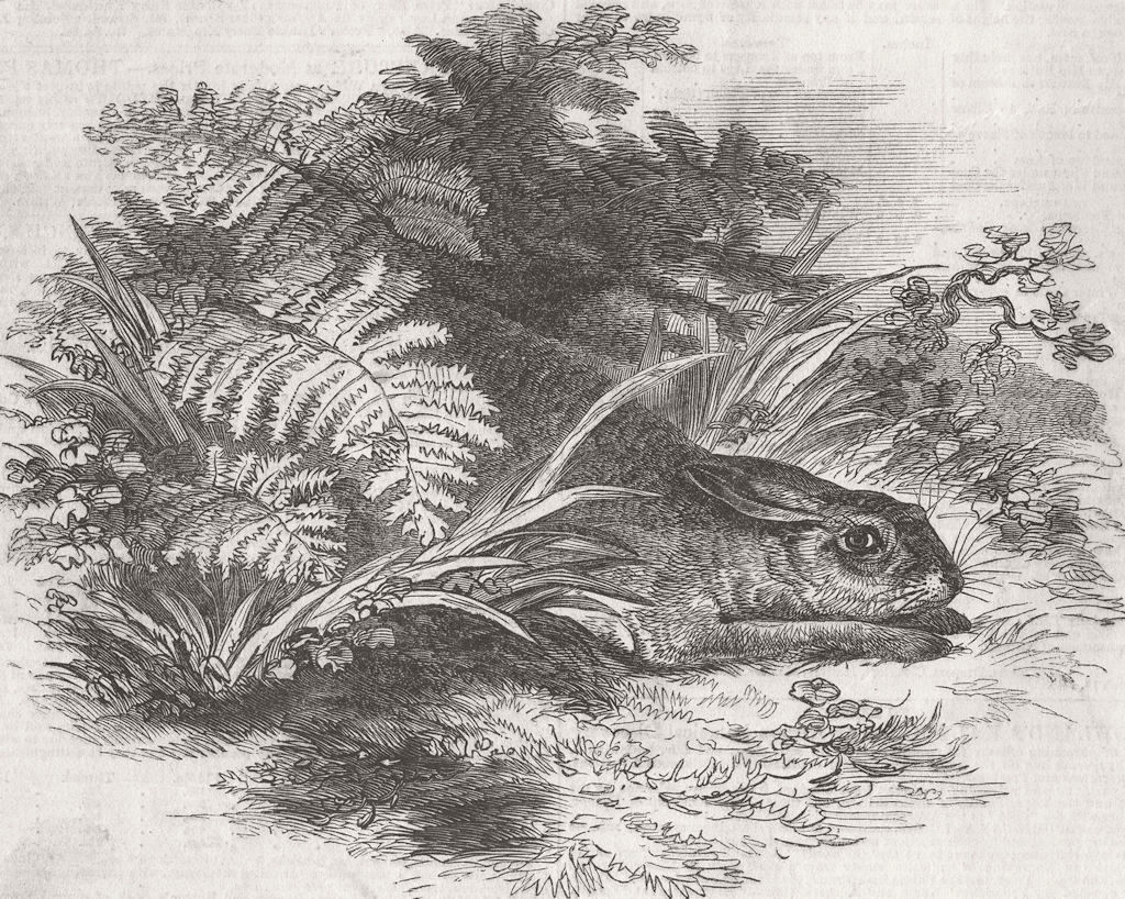 HARES. Hare in form 1846 old antique vintage print picture