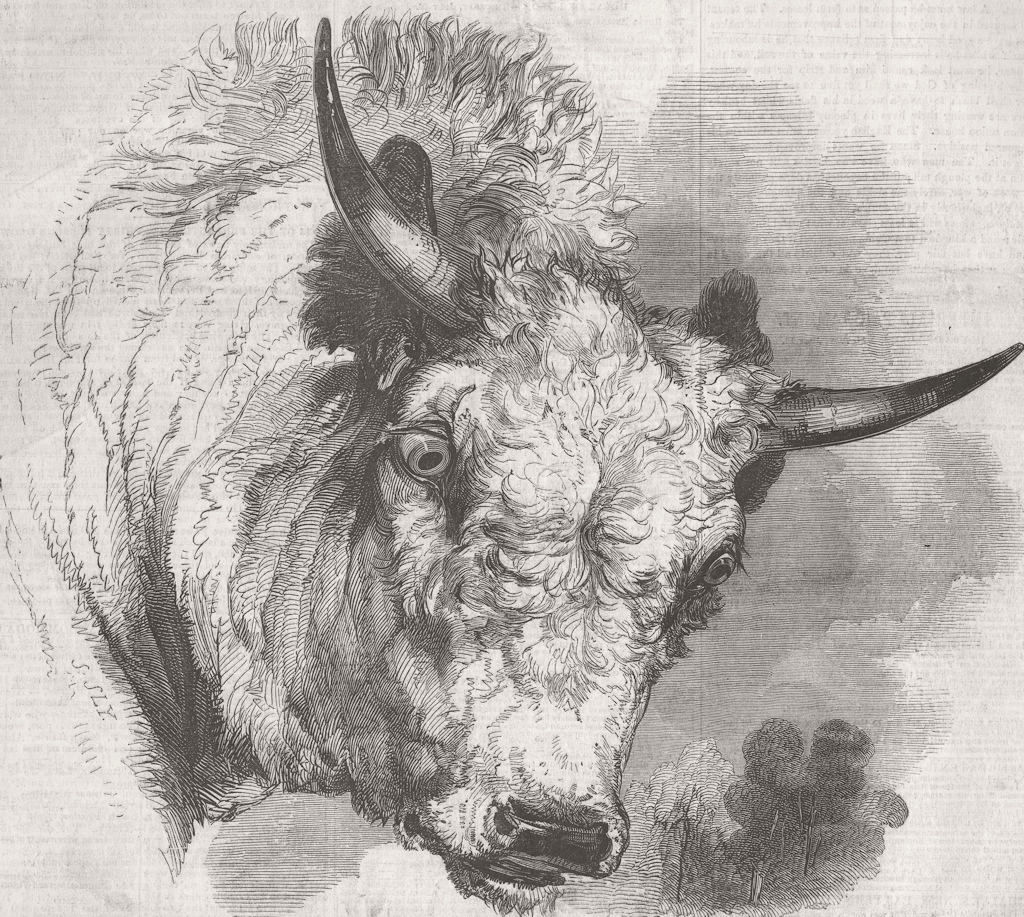 NORTHUMBS. Head of Bull Northumberland 1846 old antique vintage print picture