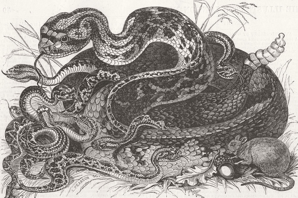 LONDON. Rattlesnake & young, Menagerie 1849 old antique vintage print picture