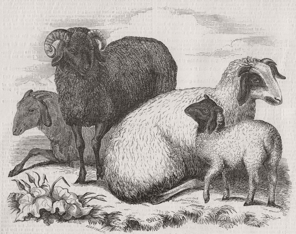LONDON. Tibetan Sheep, Gdns of, Regent's Park 1849 old antique print picture