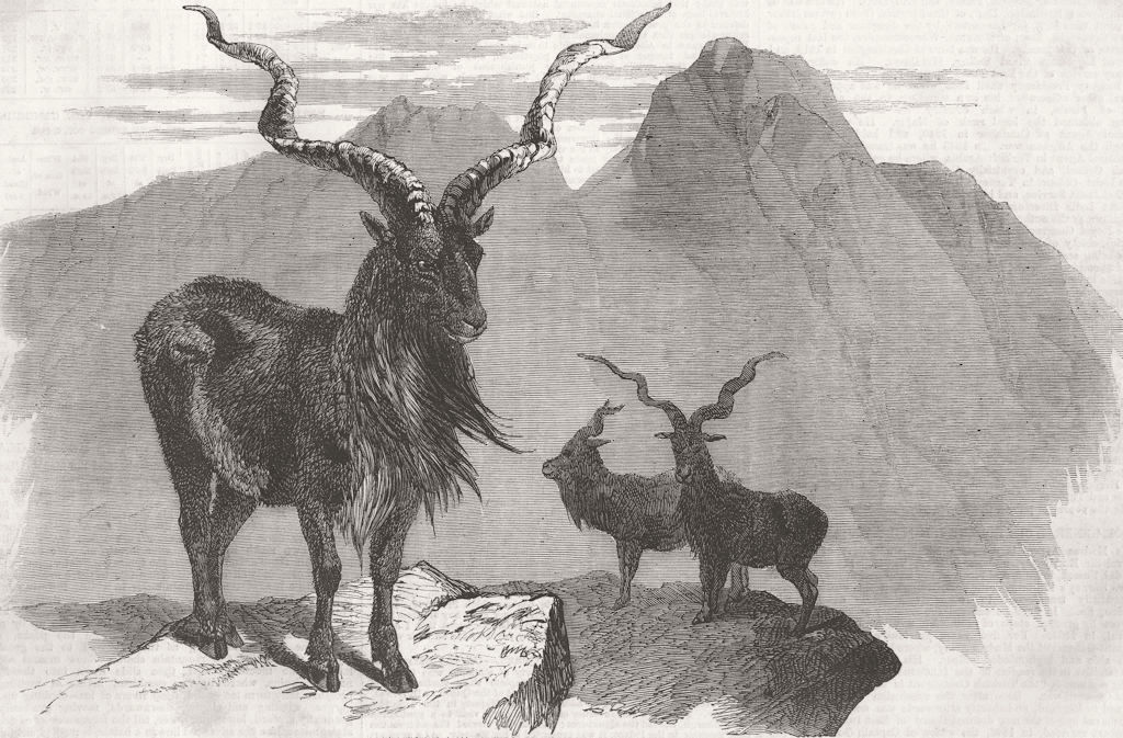 ANIMALS. The Markore(Capra Megaceros) 1858 old antique vintage print picture