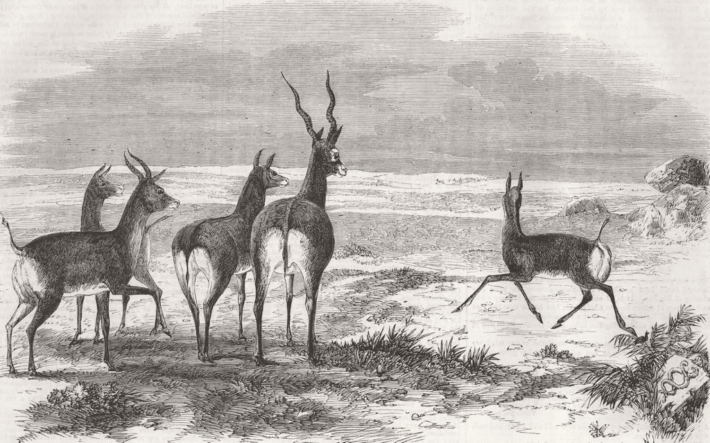 INDIA. Antelope hunting. Antelopes startled 1858 old antique print picture