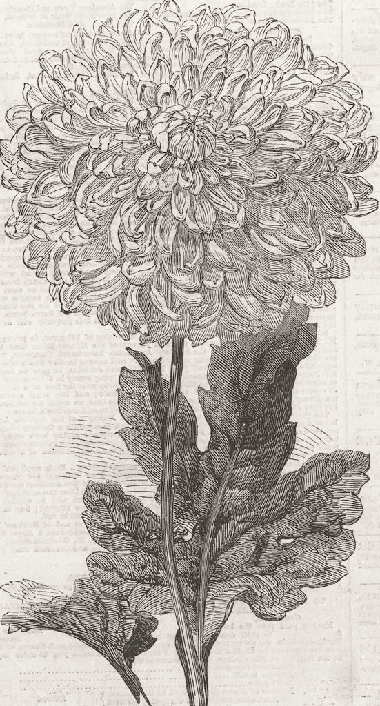 LONDON. Vesta Chrysanthemum, Temple Gdns 1858 old antique print picture