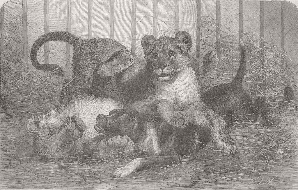 LONDON. Lion Cubs, Gdns of, Regent's Park 1854 old antique print picture