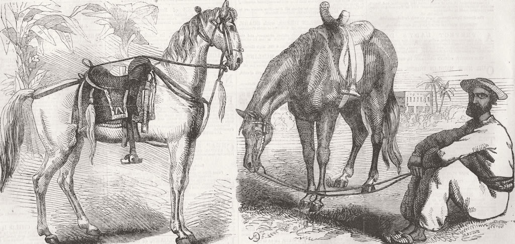 INDIA. Native. Sikh Horse, Kolkata Syce 1858 old antique vintage print picture