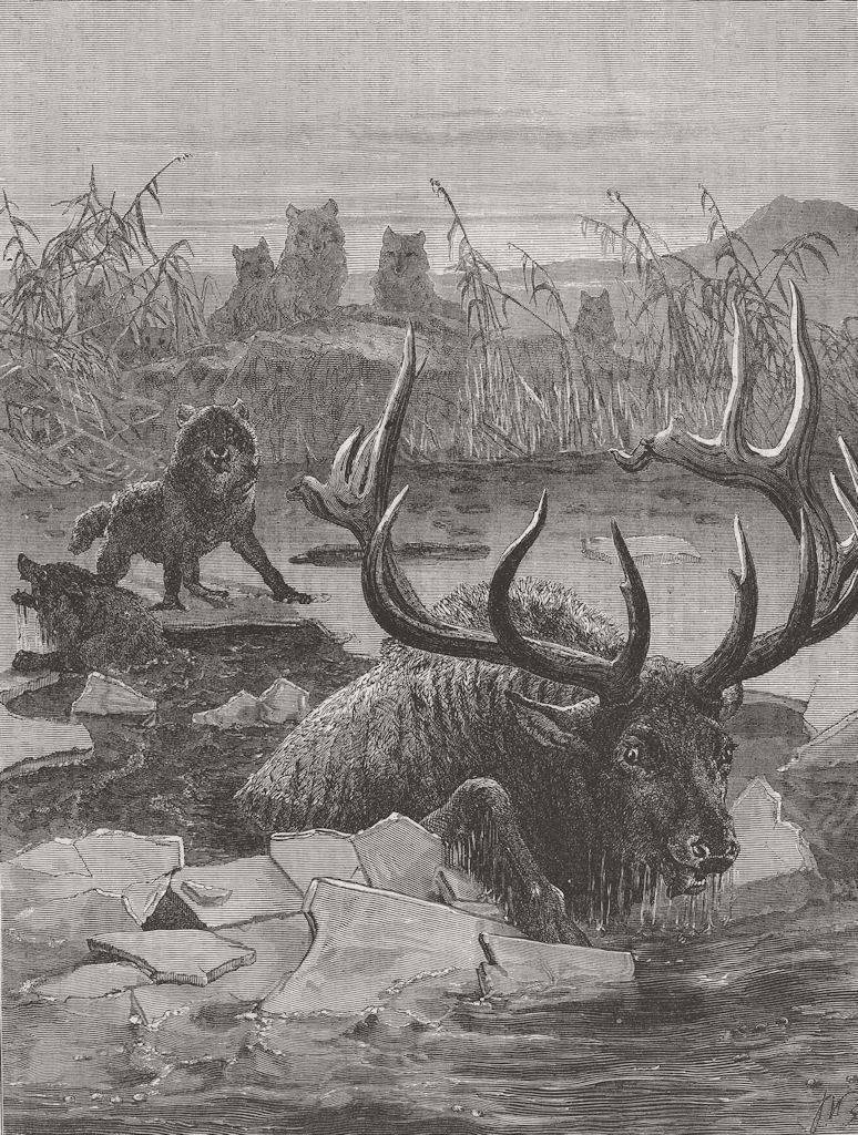 MOOSE. A race for life 1873 old antique vintage print picture