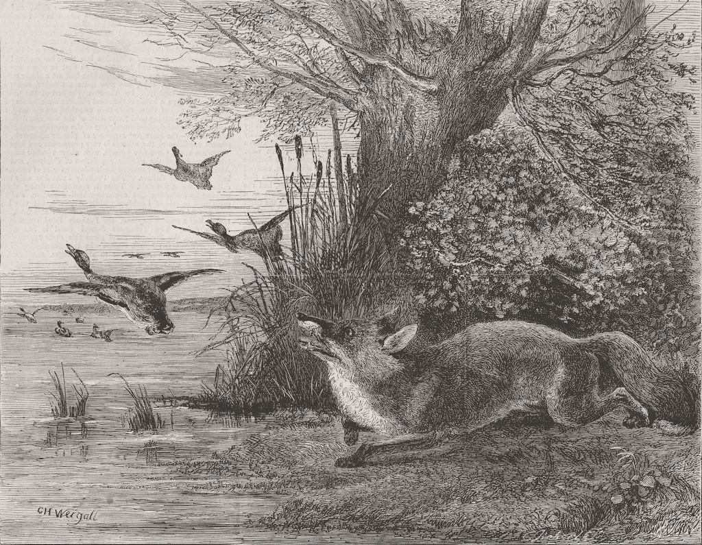 FOXES. Chasing birds 1873 old antique vintage print picture