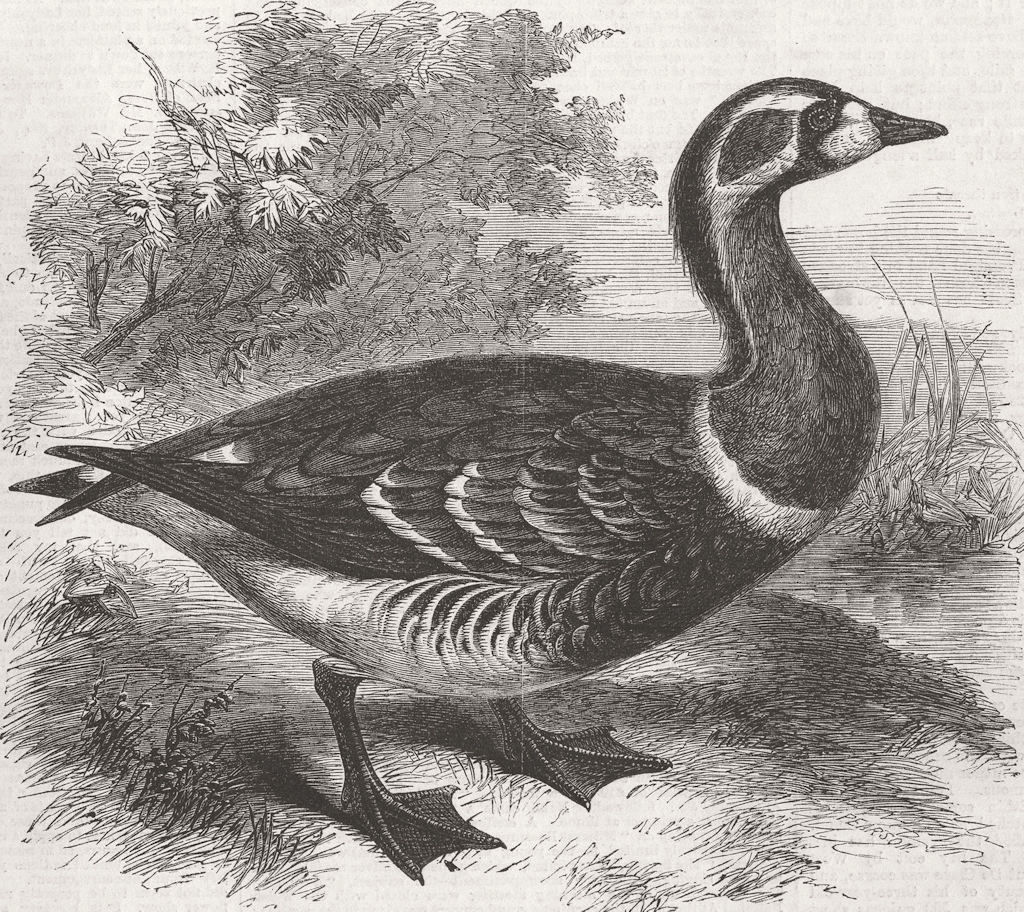 LONDON. Red-Breasted Goose, zoo, Regent's Park 1858 old antique print picture