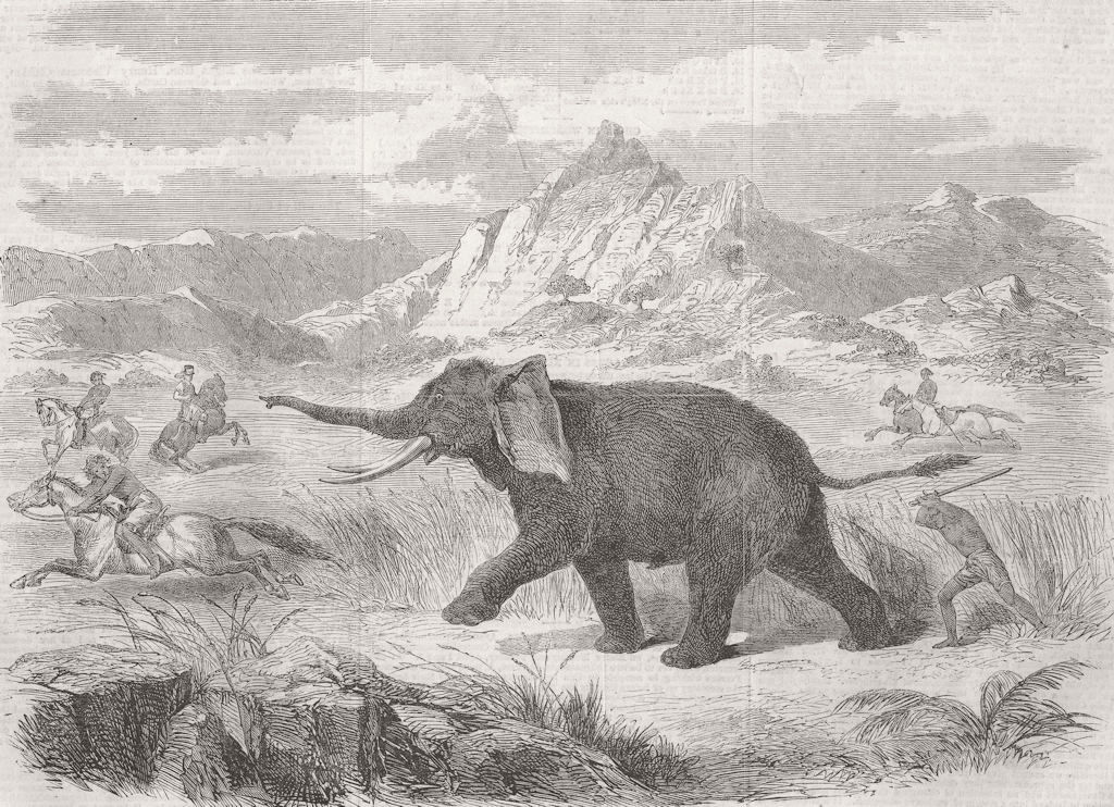 ELEPHANTS. Arabs of Abyssinia hunting Elephant 1866 old antique print picture