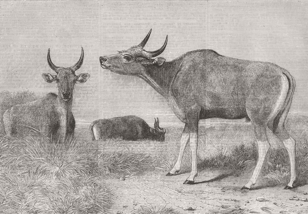 BURMA. Banteng, or Pegu ox(Bos Sondaicus) 1863 old antique print picture