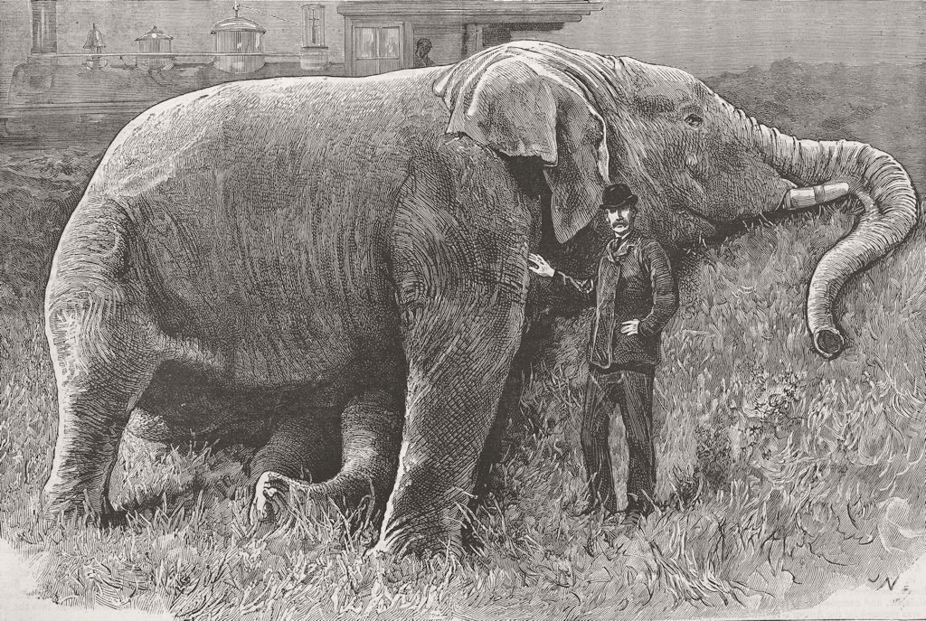 ELEPHANTS. Jumbo dead 1885 old antique vintage print picture
